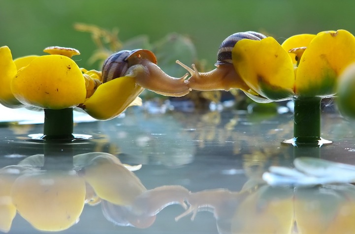 Vyacheslav Mishchenko fotografias caracoles 5