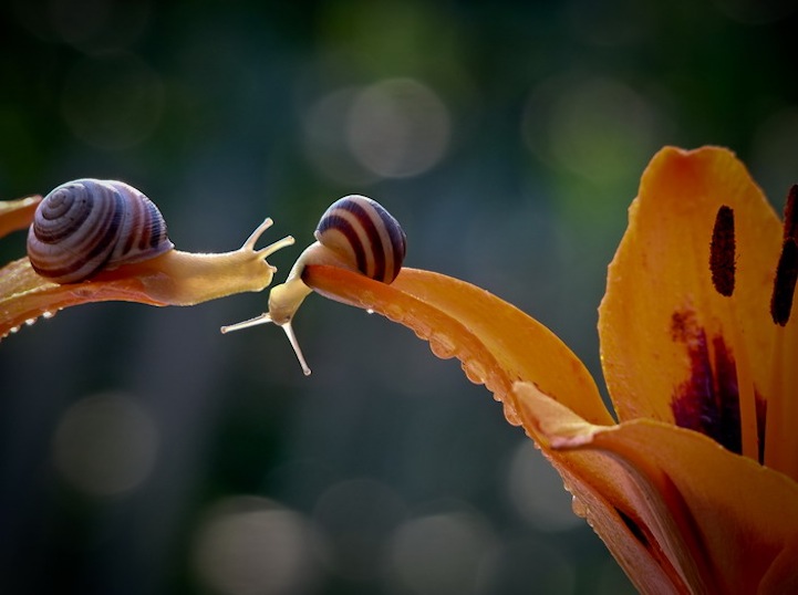 Vyacheslav Mishchenko fotografias caracoles 6