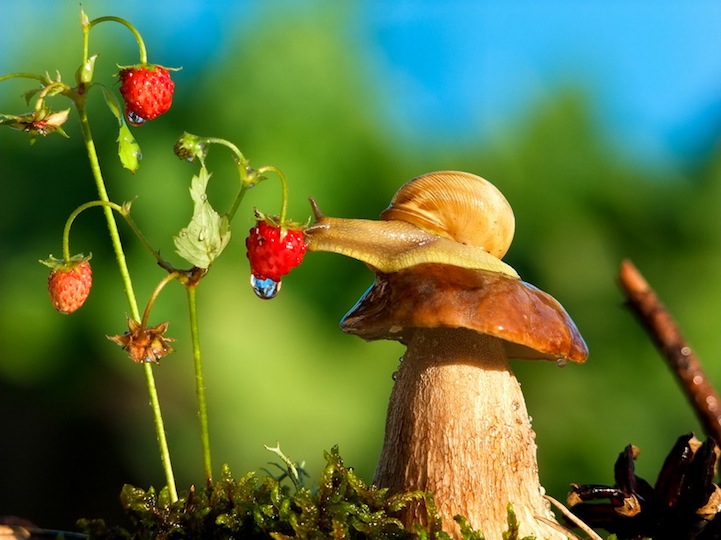 Vyacheslav Mishchenko fotografias caracoles 8