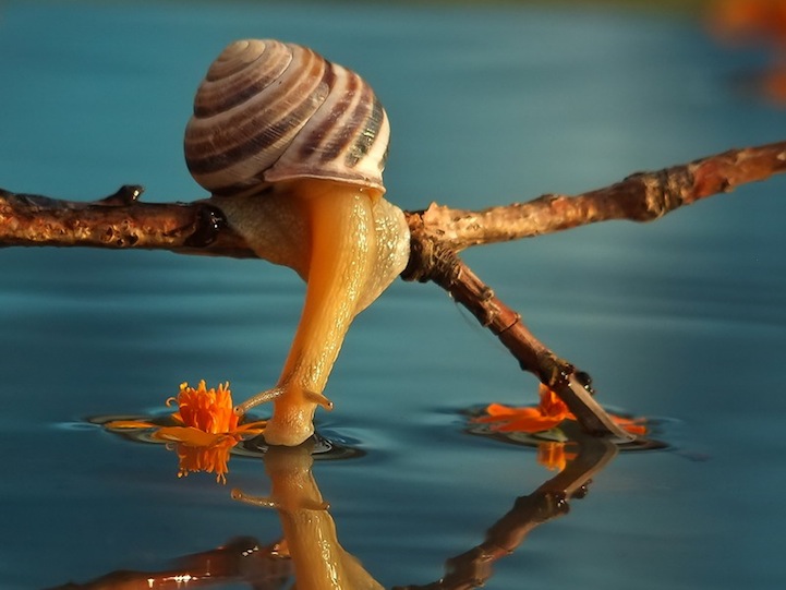 Vyacheslav Mishchenko fotografias caracoles 9