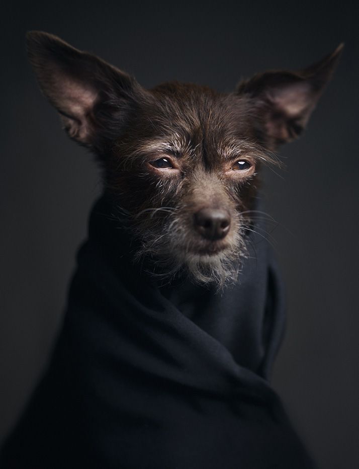 perro Vincent Legrange cultura inquieta