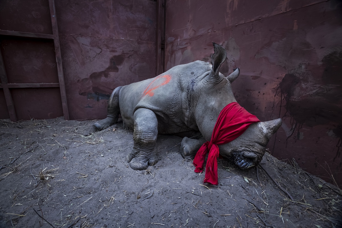"Waiting For Freedom" © Neil Aldridge. Primer puesto de la categoría Environment