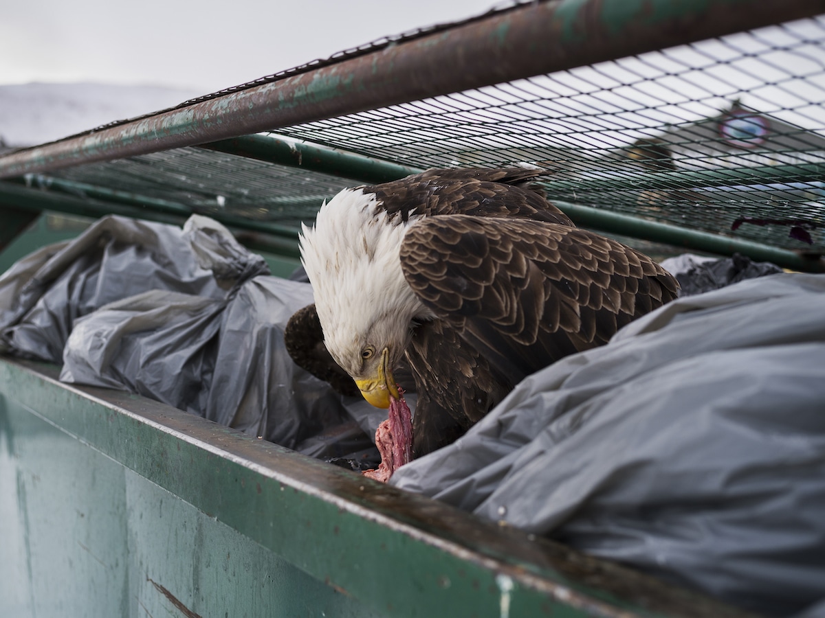 "Dumpster Diver" © Corey Arnold. Primer puesto de la categoría Nature.