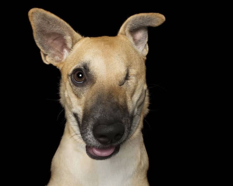 Alex Cearns perros minusvalidos