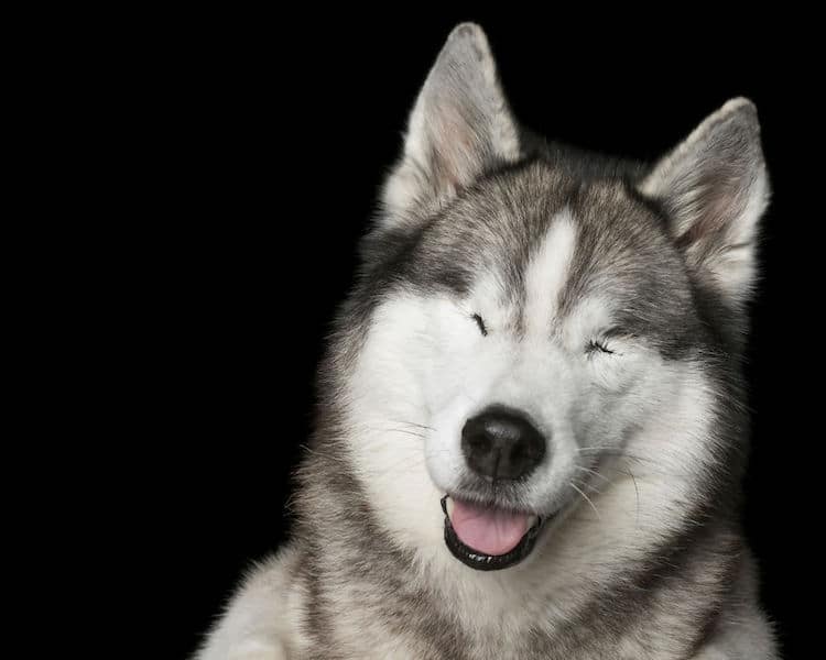 Alex Cearns perros minusvalidos 3