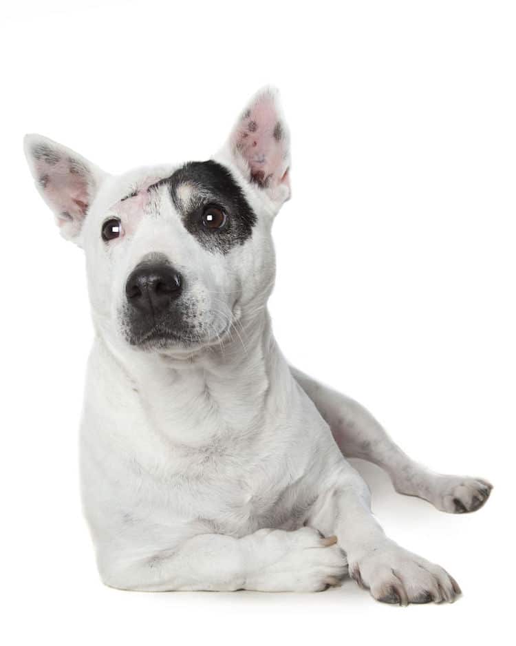 Alex Cearns perros minusvalidos 5