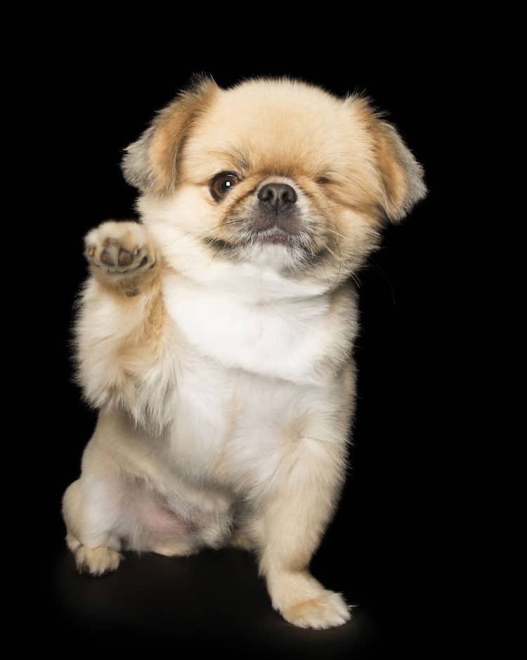 Alex Cearns perros minusvalidos 6
