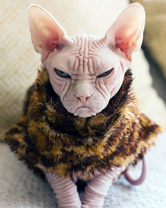 Loki culturainquieta6