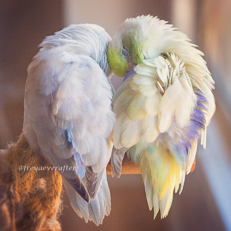 Rupa Sutton fotografia aves 1