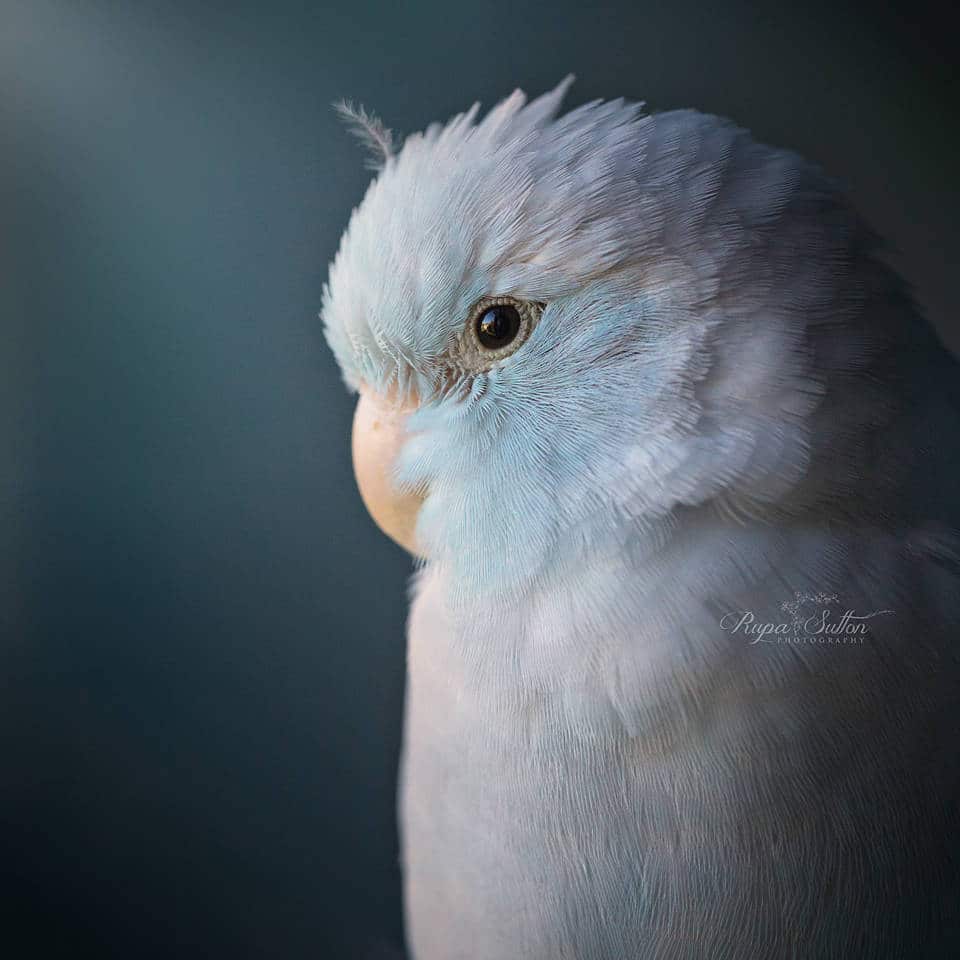 Rupa Sutton fotografia aves 10