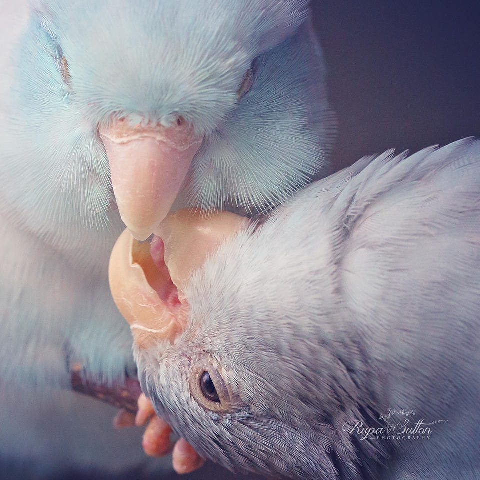 Rupa Sutton fotografia aves 11