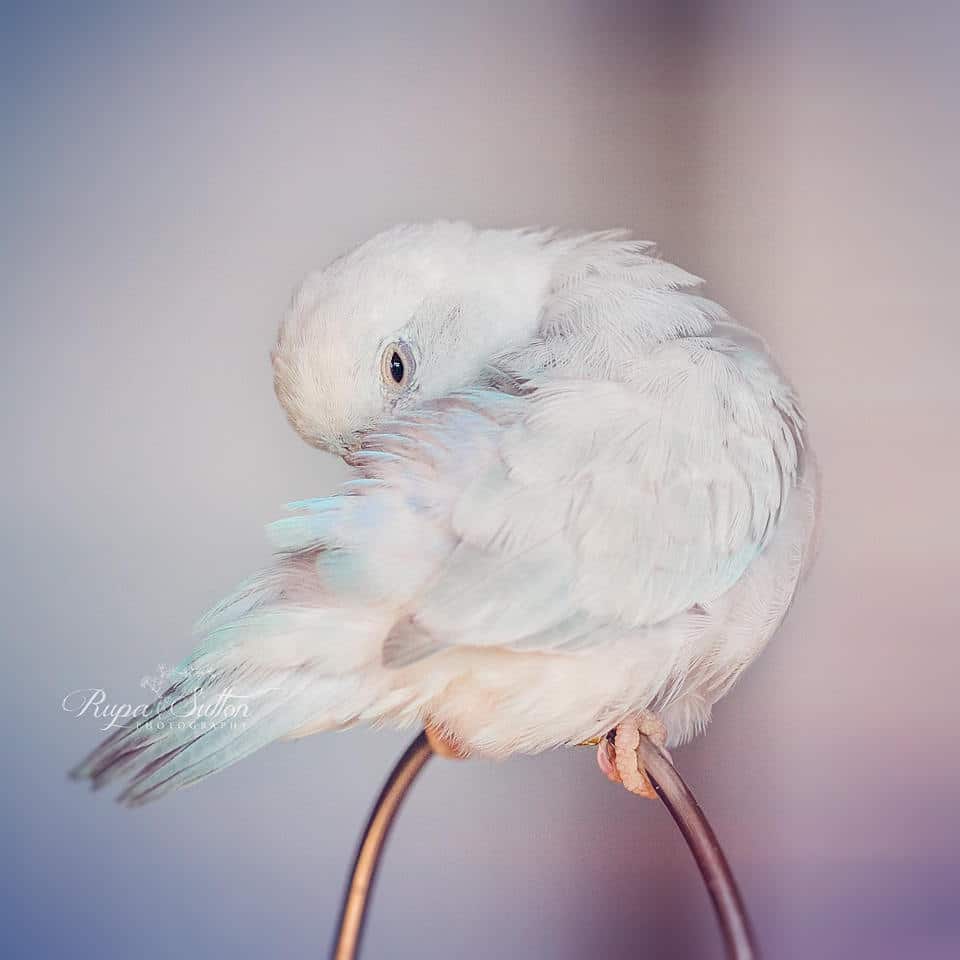 Rupa Sutton fotografia aves 12