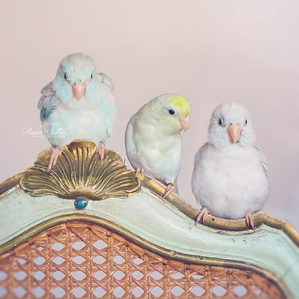 Rupa Sutton fotografia aves 14