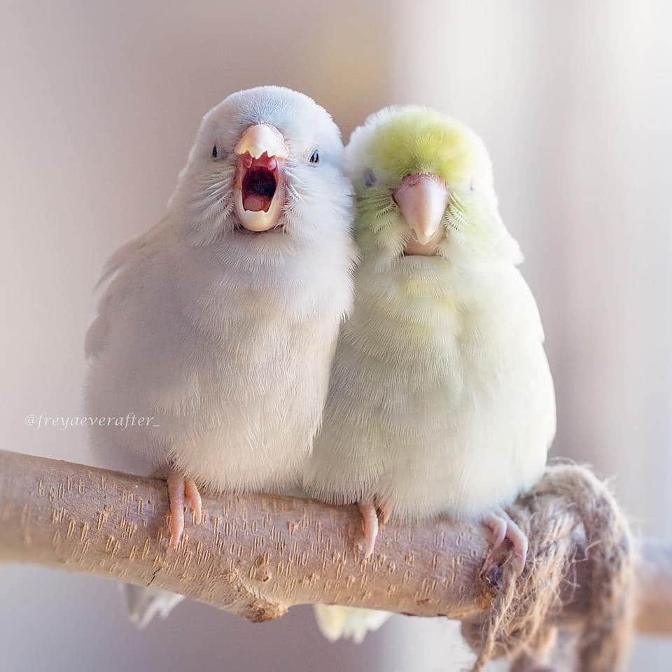 Rupa Sutton fotografia aves 2