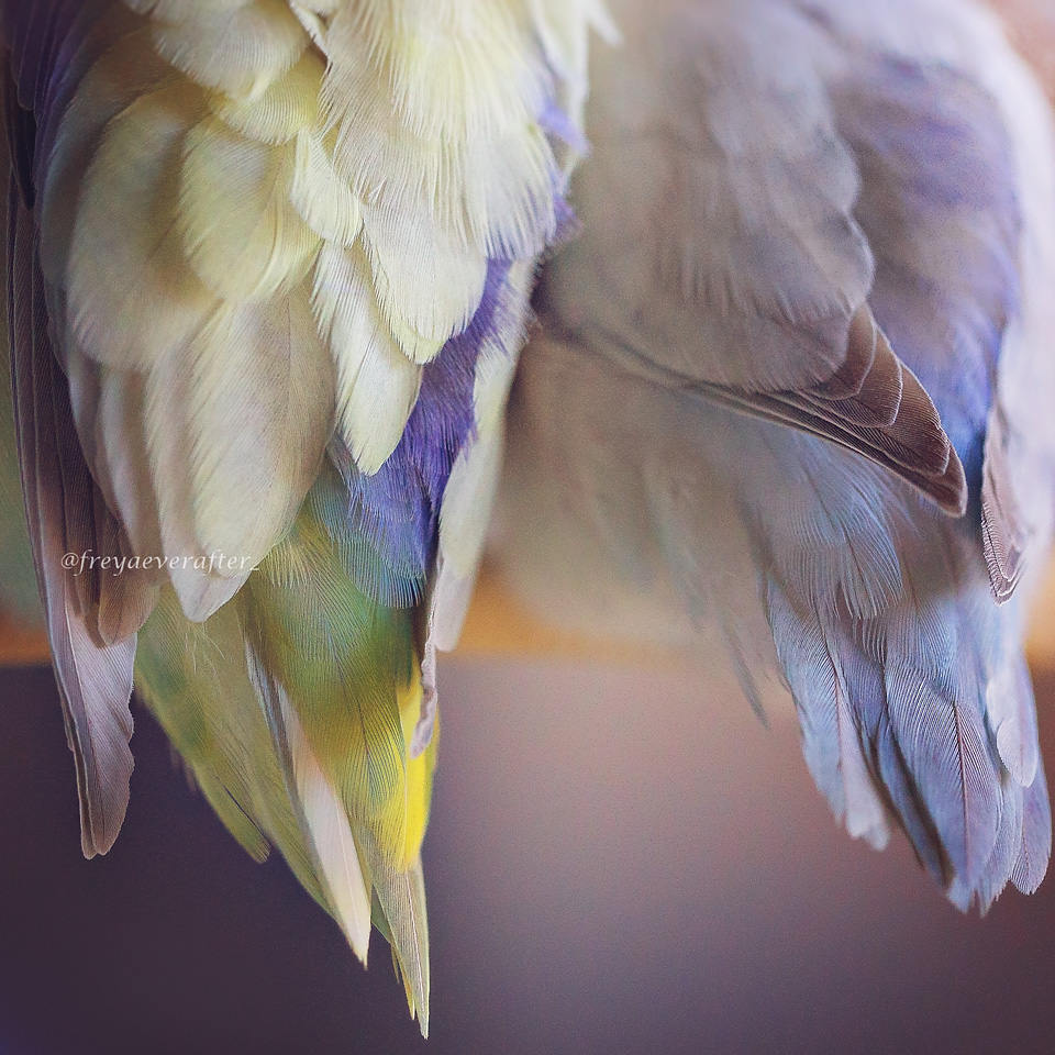 Rupa Sutton fotografia aves 3