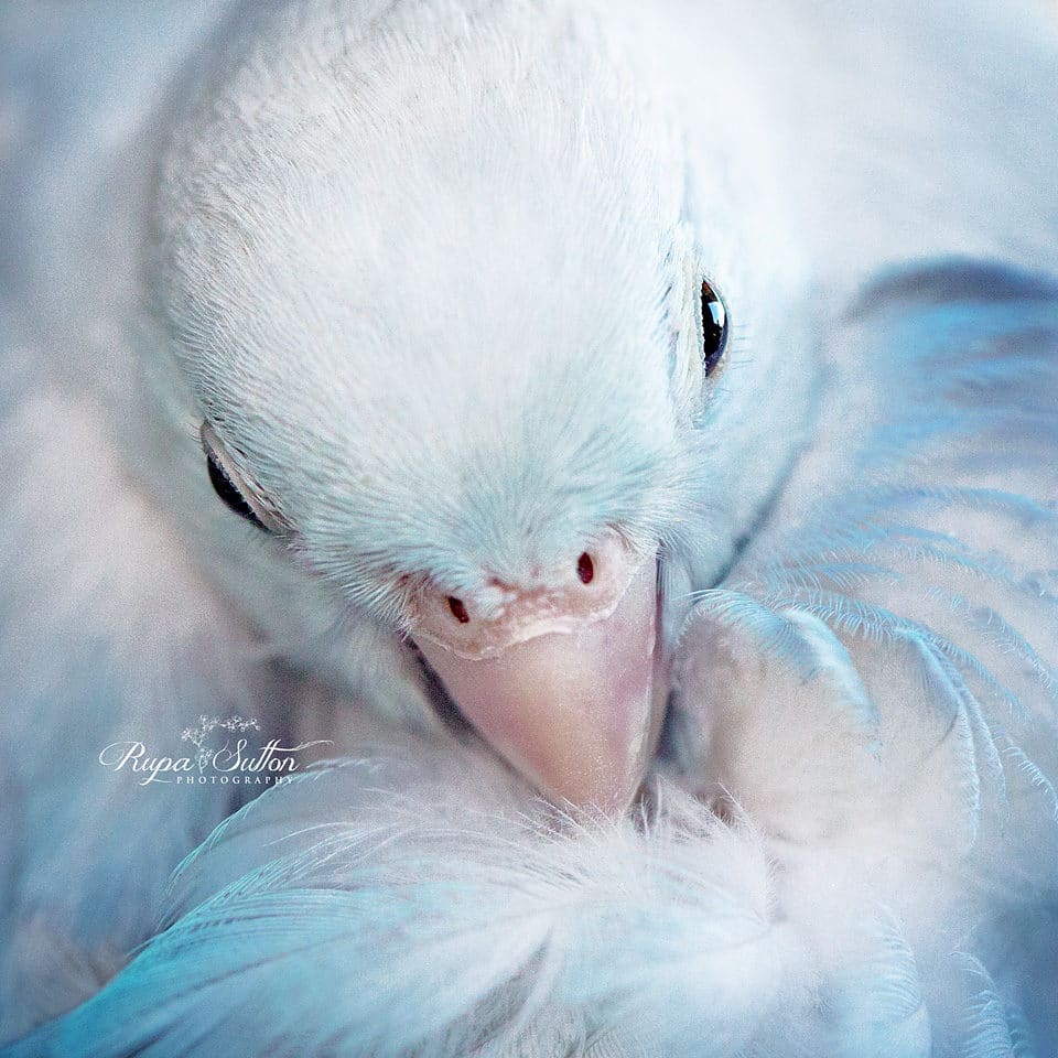 Rupa Sutton fotografia aves 4