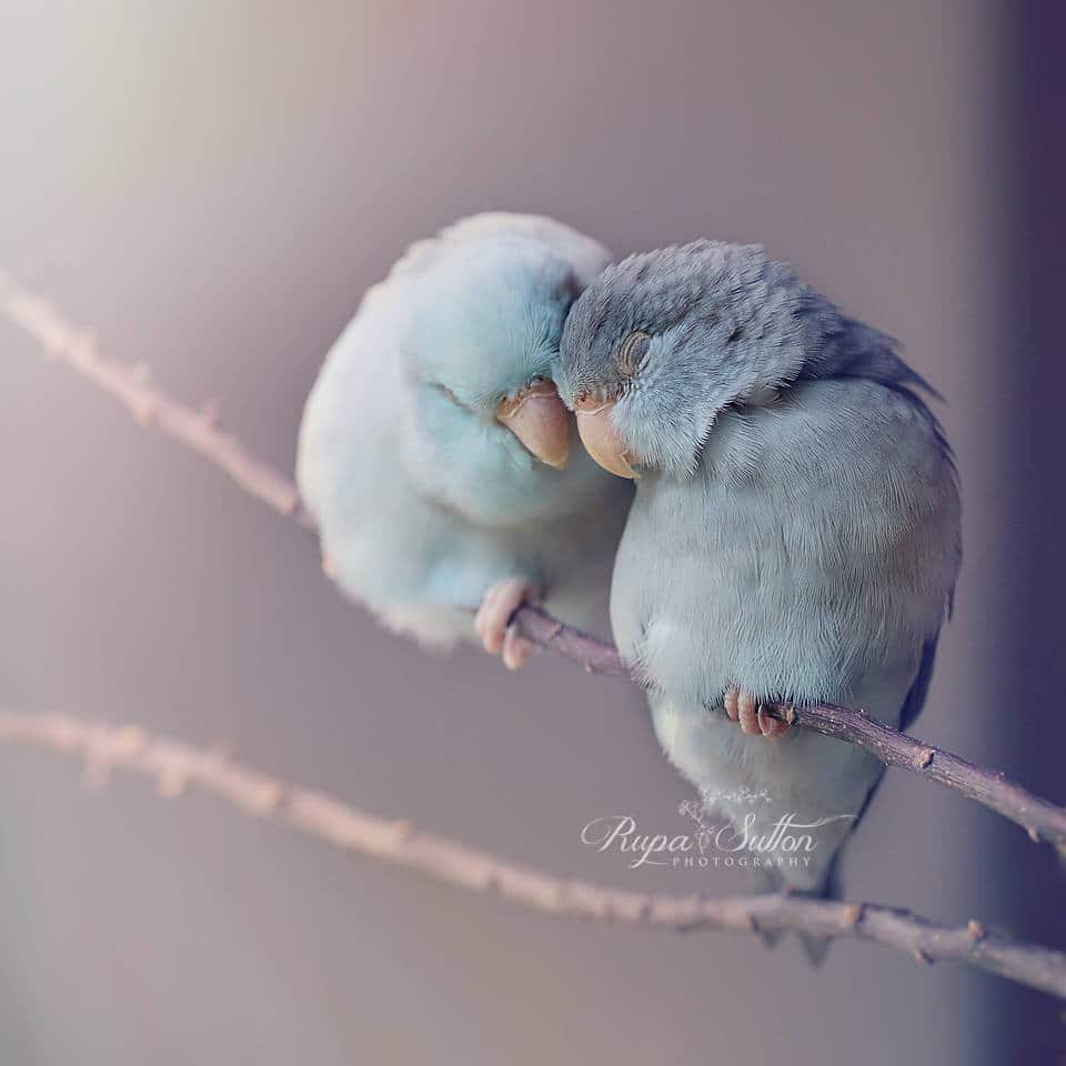 Rupa Sutton fotografia aves 5