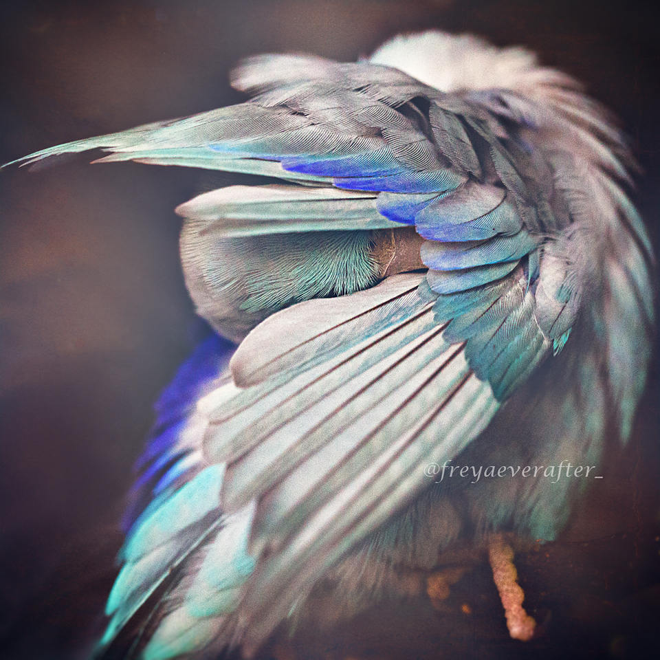 Rupa Sutton fotografia aves 6