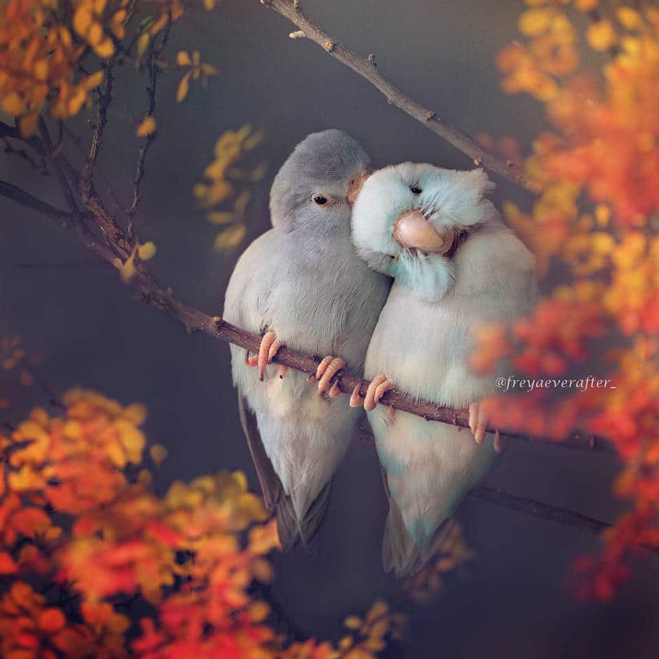 Rupa Sutton fotografia aves 8