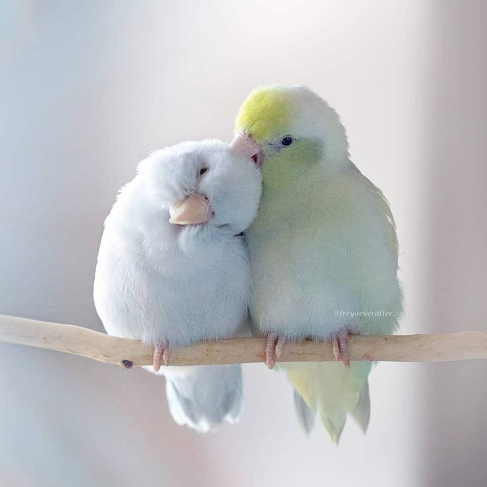 Rupa Sutton fotografia aves 9
