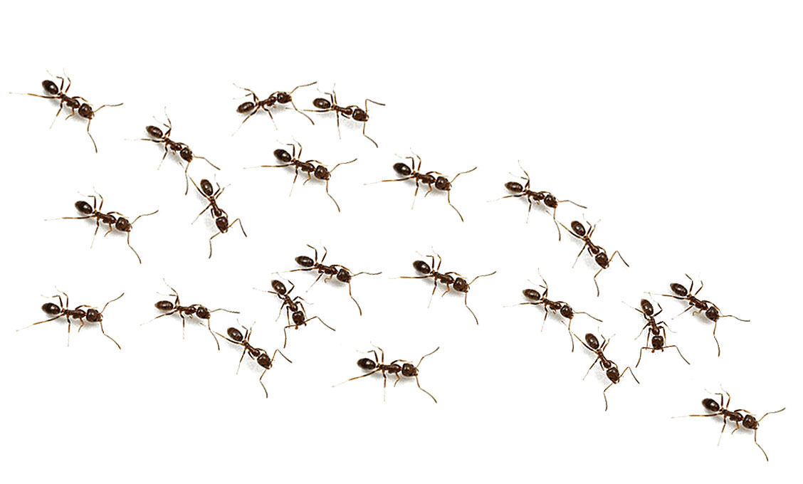 hormigas