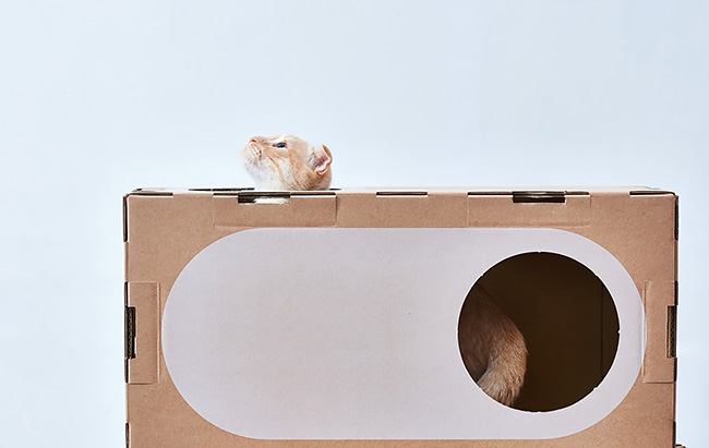 A Cat Thing casas gatos