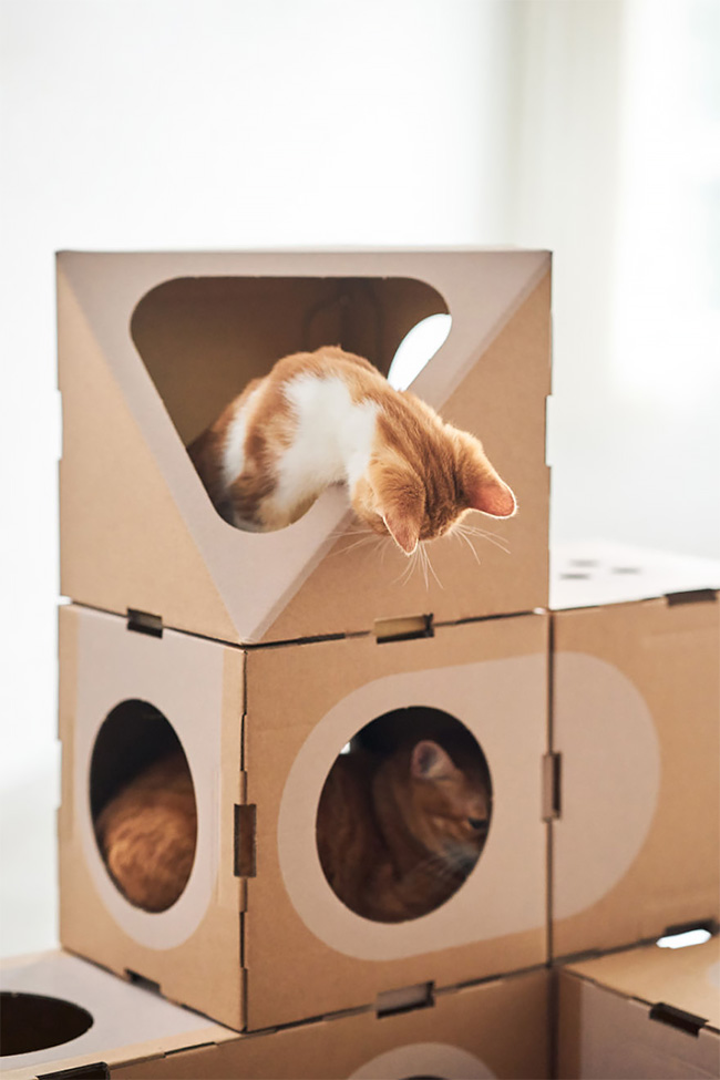 Gatos y cajas online de carton