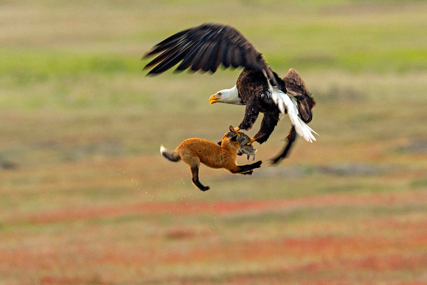 Kevin ebi zorro aguila 1 culturainquieta