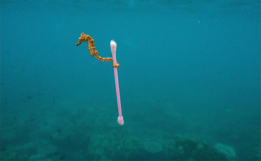 PLANET OR PLASTIC FOTO 4