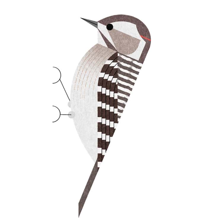Ryo Takemasa ilustraciones pajaros japoneses 10
