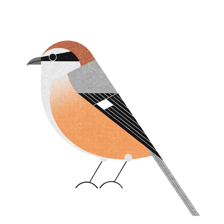 Ryo Takemasa ilustraciones pajaros japoneses 11