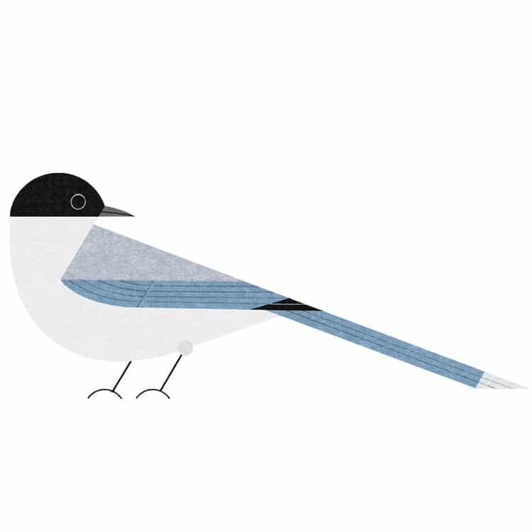 Ryo Takemasa ilustraciones pajaros japoneses 12