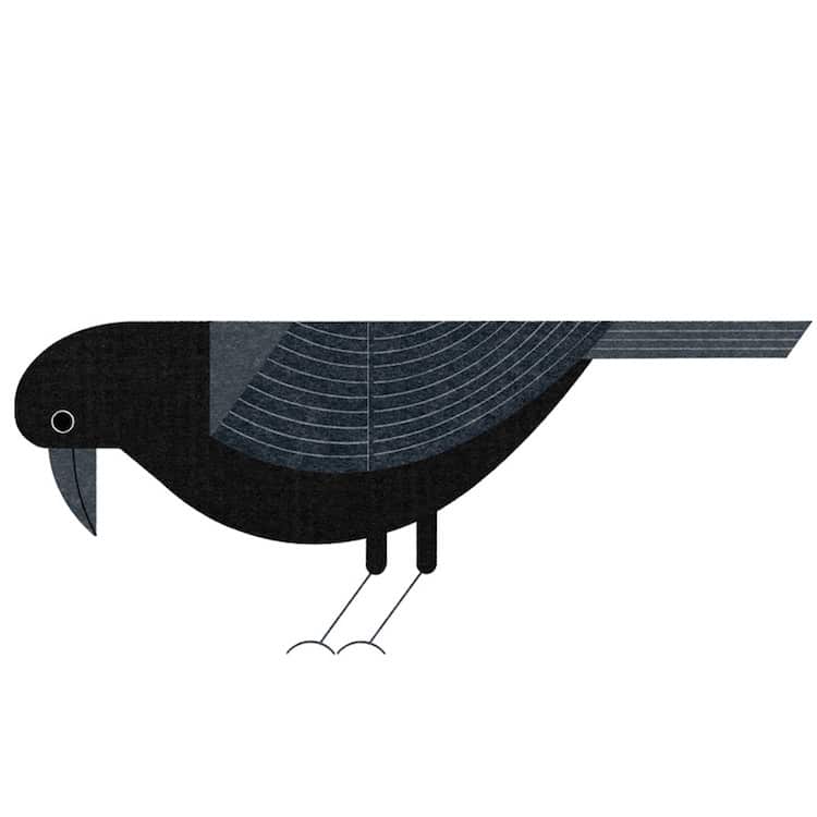 Ryo Takemasa ilustraciones pajaros japoneses 13
