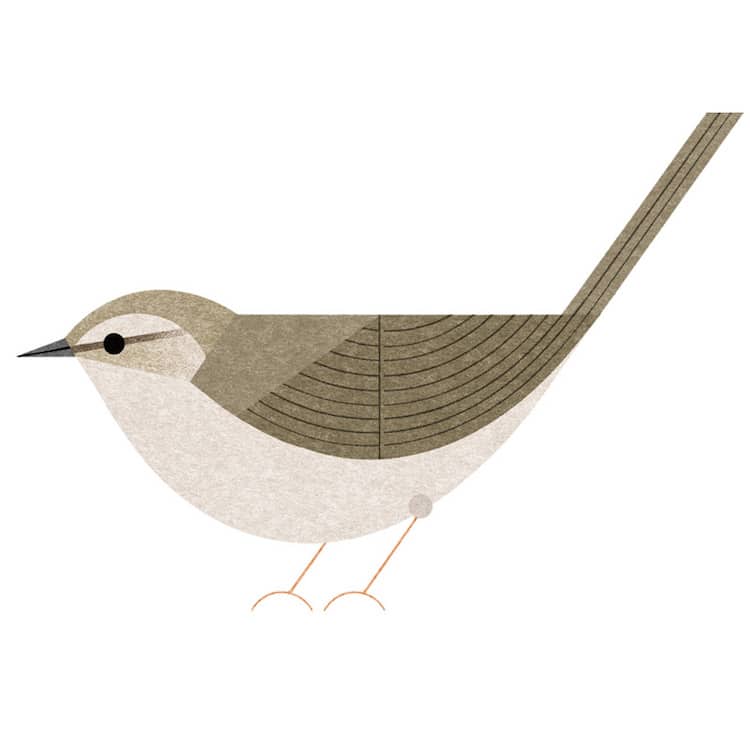 Ryo Takemasa ilustraciones pajaros japoneses 17