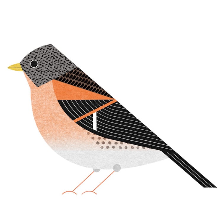 Ryo Takemasa ilustraciones pajaros japoneses 18