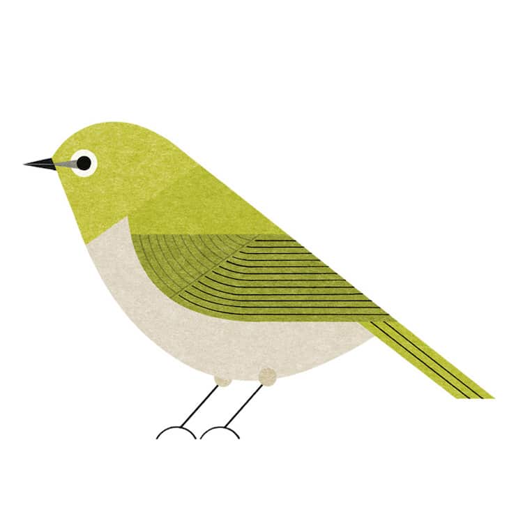 Ryo Takemasa ilustraciones pajaros japoneses 19