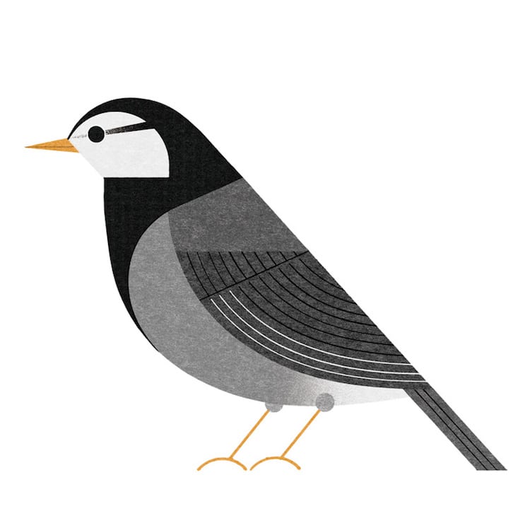 Ryo Takemasa ilustraciones pajaros japoneses 20