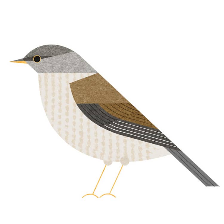 Ryo Takemasa ilustraciones pajaros japoneses 21