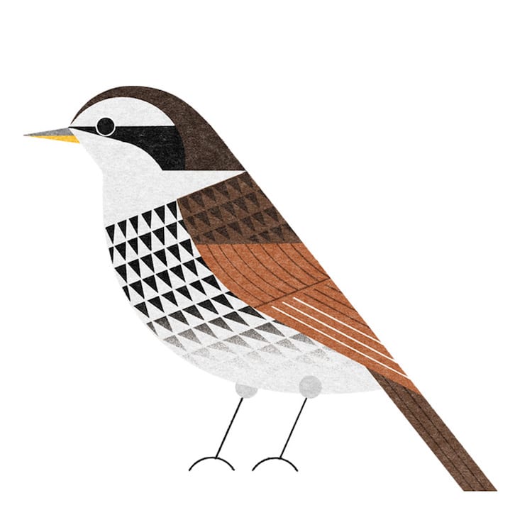 Ryo Takemasa ilustraciones pajaros japoneses 22