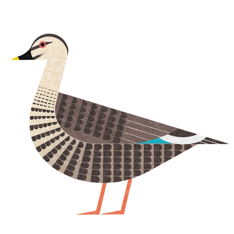 Ryo Takemasa ilustraciones pajaros japoneses 3