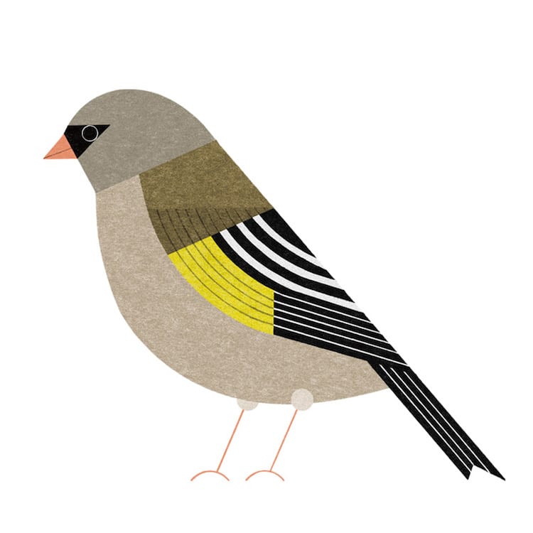 Ryo Takemasa ilustraciones pajaros japoneses 4