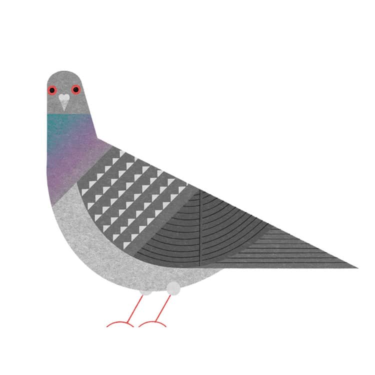 Ryo Takemasa ilustraciones pajaros japoneses 5