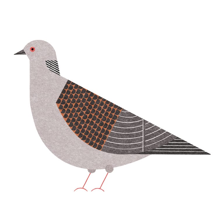 Ryo Takemasa ilustraciones pajaros japoneses 7