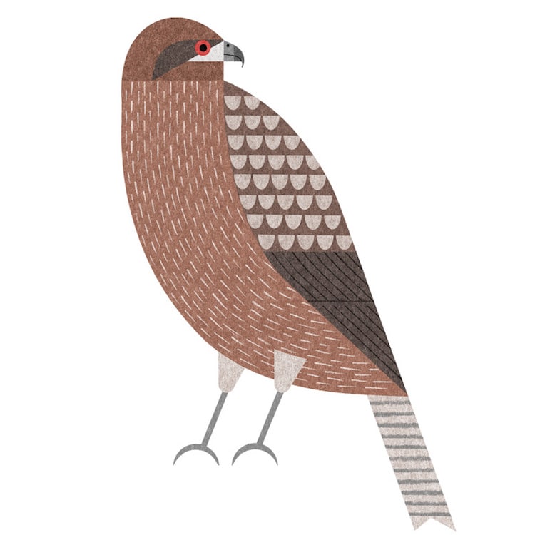 Ryo Takemasa ilustraciones pajaros japoneses 8
