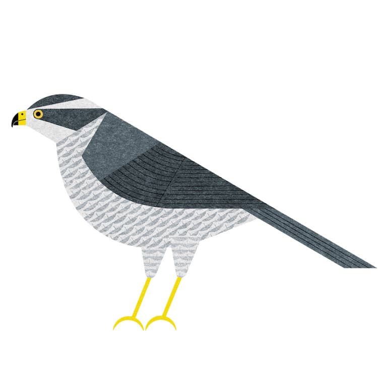 Ryo Takemasa ilustraciones pajaros japoneses 9