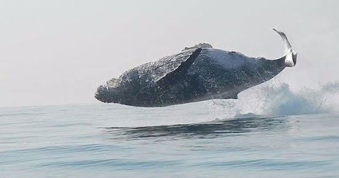 ballena jorobada saltando fuera del agua