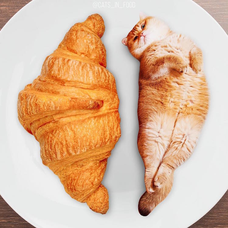 cats in food culturainquieta