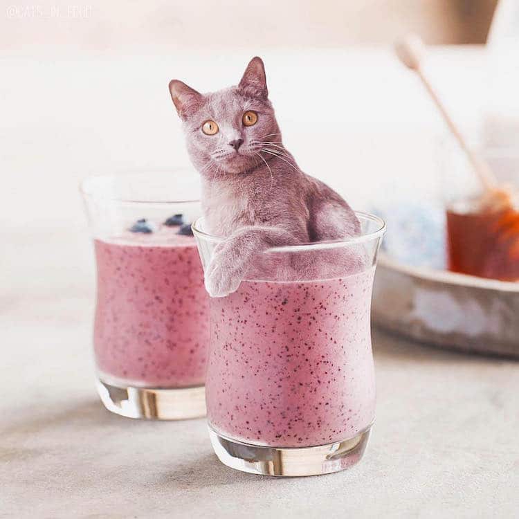 cats in food culturainquieta10