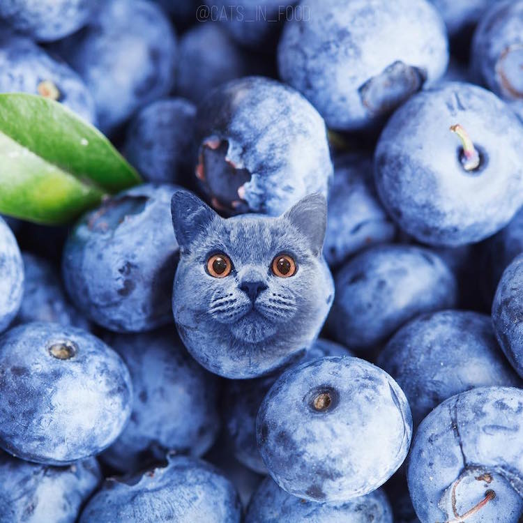 cats in food culturainquieta17