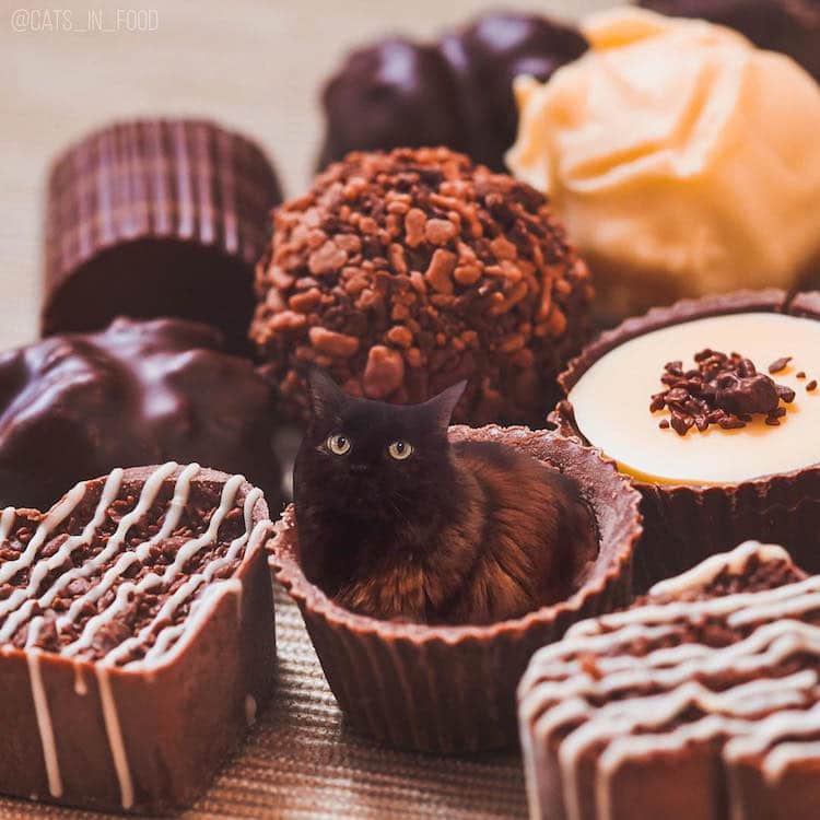 cats in food culturainquieta20